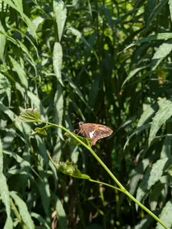 Silver-spotted skipper