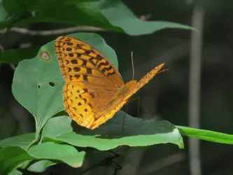 Great Spangled Fritillary