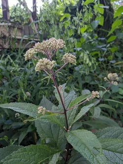 Spotted Joe-Pye Weed