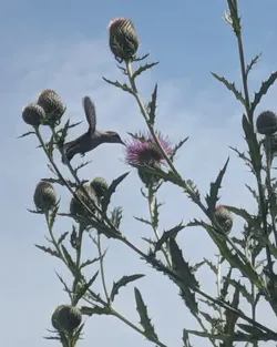 Hummingbird visiting field thistle