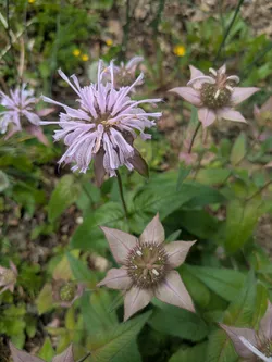 Bradbury's Bee Balm