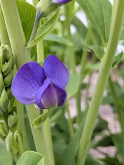Blue Wild Indigo