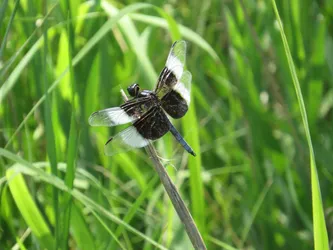 Widow Skimmer