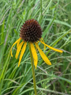 Yellow Coneflower at George Owens Nature Center