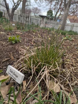 Oak sedge