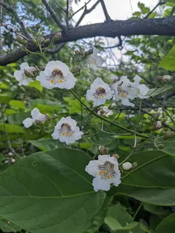 Northern catalpa