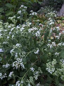 White snakeroot