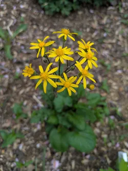 Golden Ragwort (Packera aurea)
