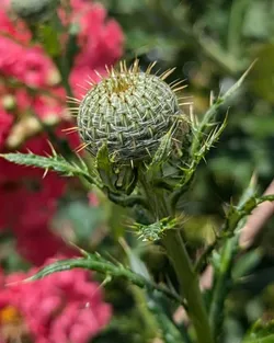 Field thistle almost ready to bloom
