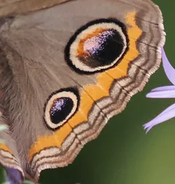 An up-close look at a butterfly's wing