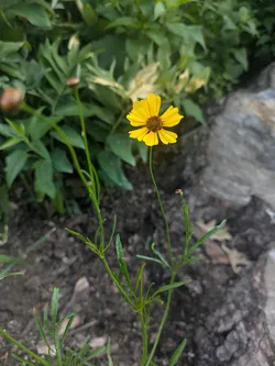 Plains coreopsis
