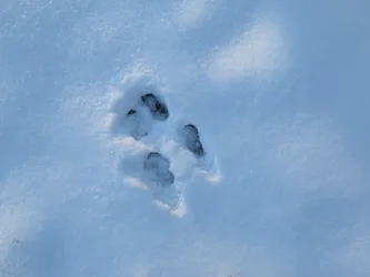 Squirrel tracks in the snow