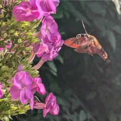 Hummingbird clearwing sphinx month visiting garden phlox