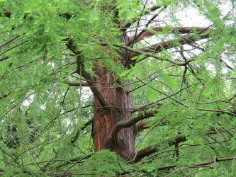 Bald Cypress