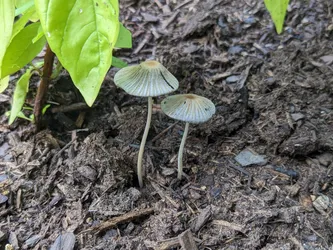 Tiny mushrooms