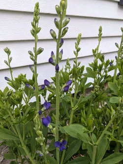 Blue Wild Indigo