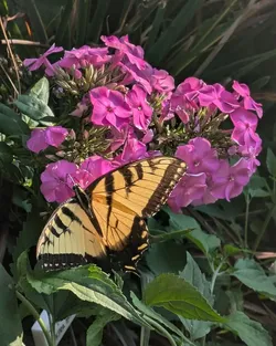 Tiger Swallowtail on Garden Phlox