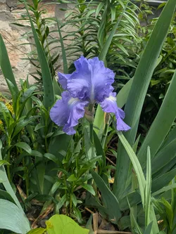 Bearded iris (non-native)