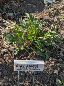 Gray-headed coneflower; Ratibida pinnata