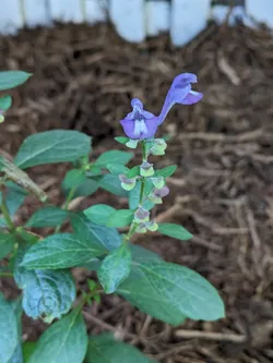 Downy Skullcap