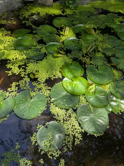 Fragrant water lily and duckweed