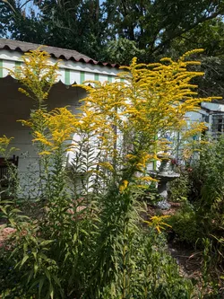 Canada Goldenrod