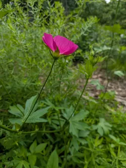 Bush's Poppy Mallow
