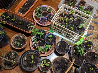 Seedlings