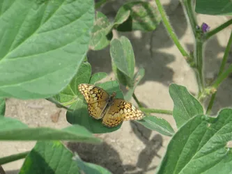 Variegated Fritillary