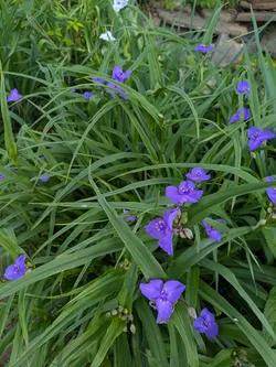 Virginia spiderwort