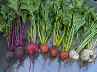 Rainbow beets