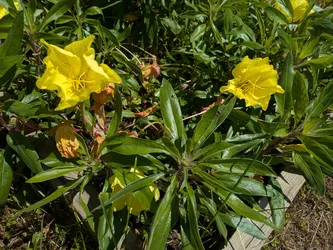 Missouri evening primrose