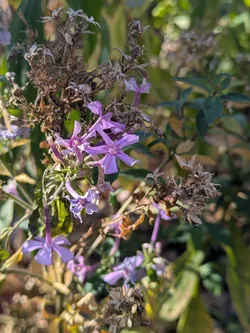 Garden phlox almost done blooming