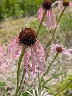Pale purple coneflower at George Owens Nature Center