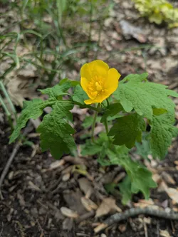 Celandine Poppy