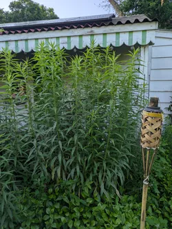 Canada goldenrod almost ready to bloom