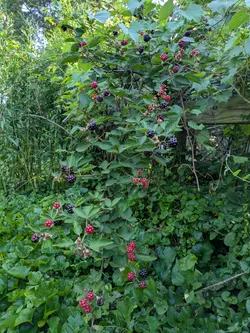 Allegheny blackberry