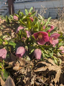 Lenten Rose (non-native)