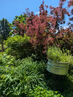 Smoke tree and herb garden