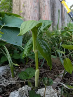 Jack-in-the-pulpit