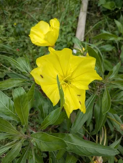 Missouri evening primrose