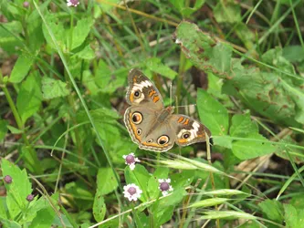 Common Buckeye on Frogfruit