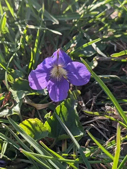 Common blue violet