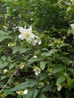 Mock orange