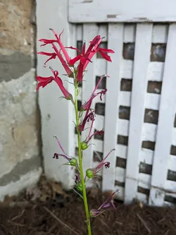 Cardinal Flower