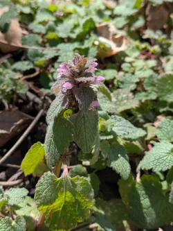 Red deadnettle (non-native)