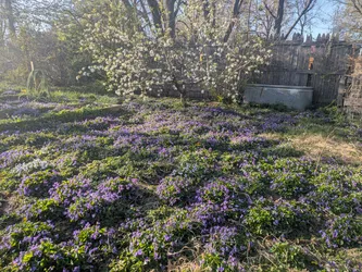 A field of violets under the apple tree