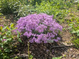 Downy Phlox