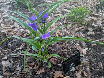 Virginia spiderwort