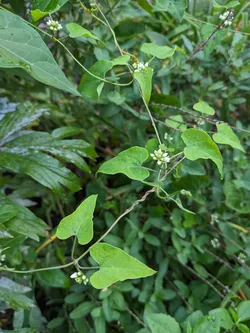 Honeyvine milkweed